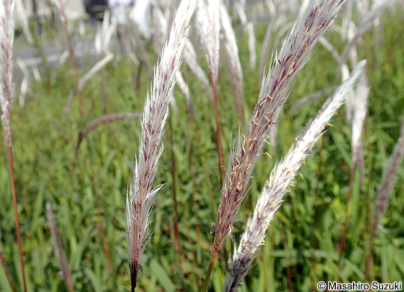 チガヤ Imperata cylindrica var. koenigii