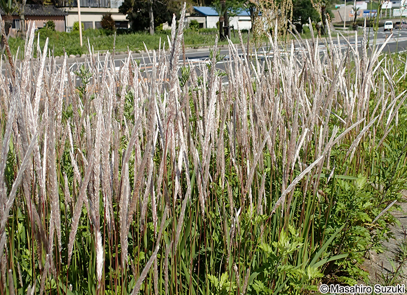 チガヤ Imperata cylindrica var. koenigii