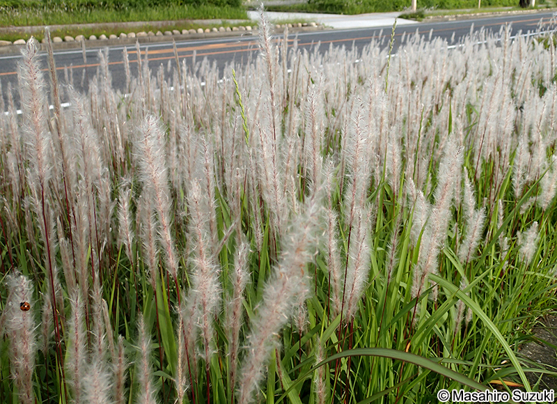 チガヤ Imperata cylindrica var. koenigii