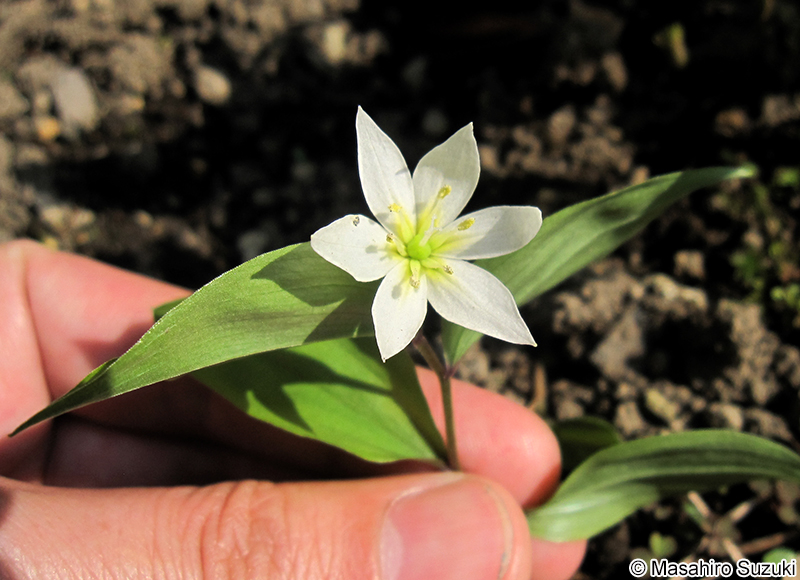 チゴユリ Disporum smilacinum