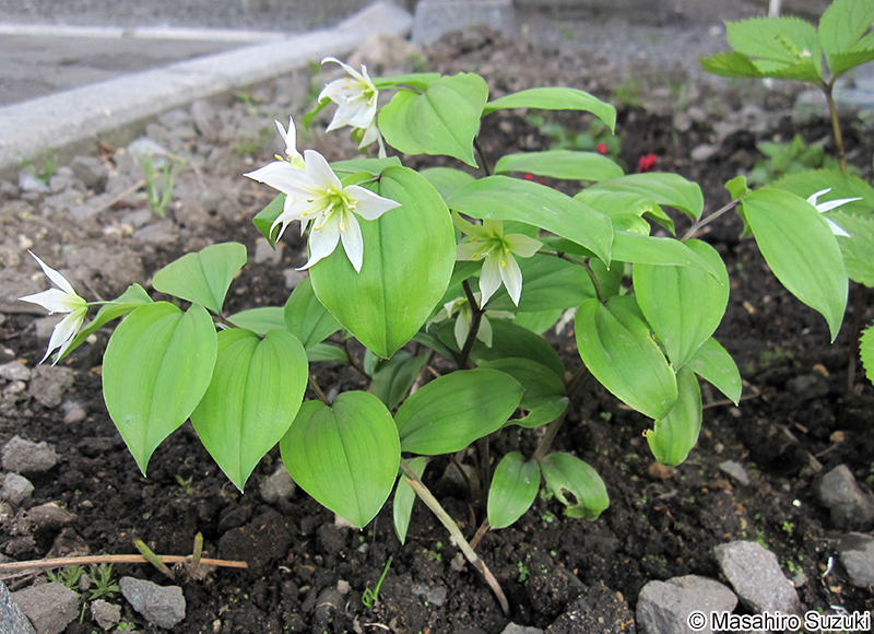 チゴユリ Disporum smilacinum