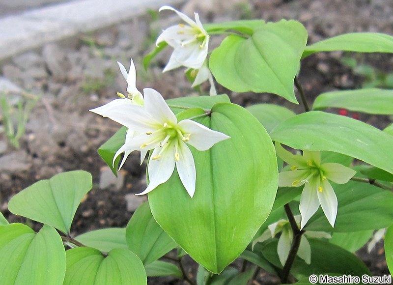 チゴユリ Disporum smilacinum