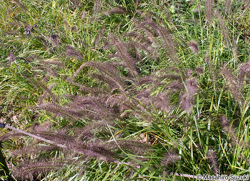 チカラシバ Pennisetum alopecuroides