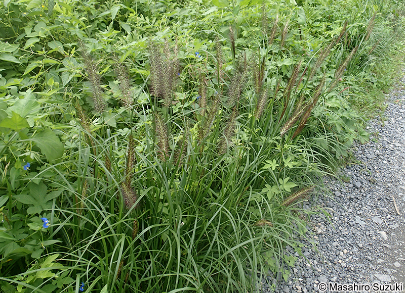 チカラシバ Pennisetum alopecuroides