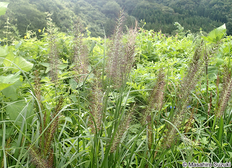 チカラシバ Pennisetum alopecuroides