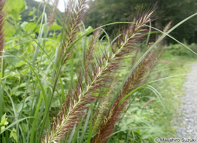 チカラシバ Pennisetum alopecuroides