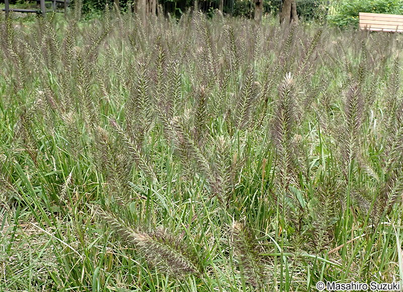 チカラシバ Pennisetum alopecuroides