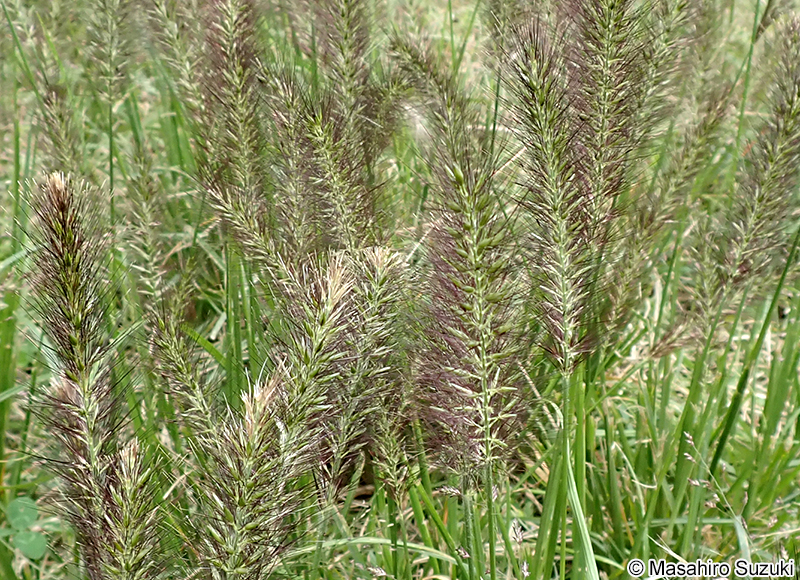 チカラシバ Pennisetum alopecuroides