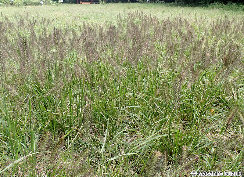 チカラシバ Pennisetum alopecuroides