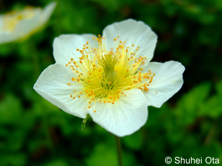 チングルマ Sieversia pentapetala