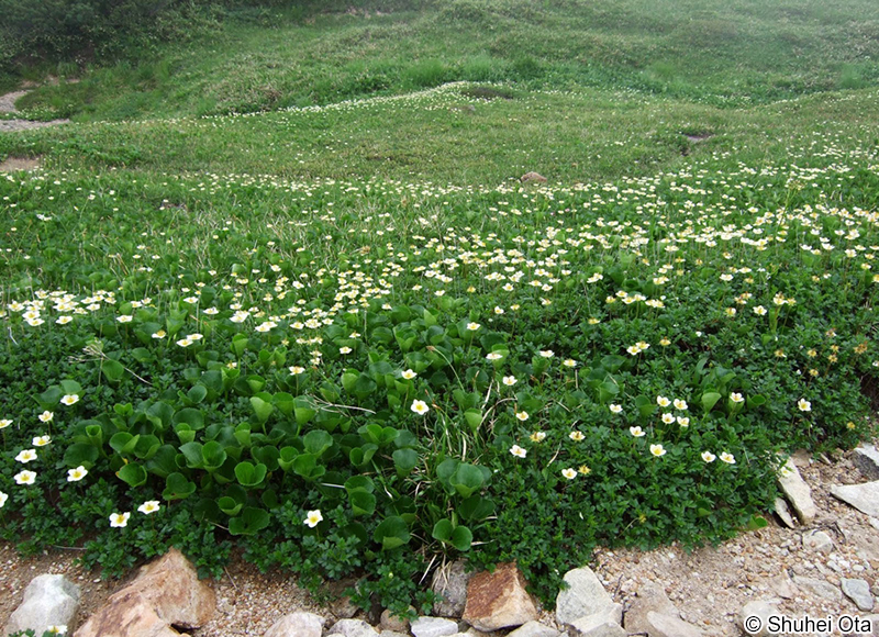 チングルマ Sieversia pentapetala