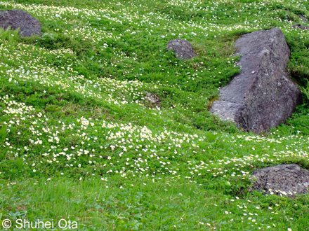 チングルマ Sieversia pentapetala
