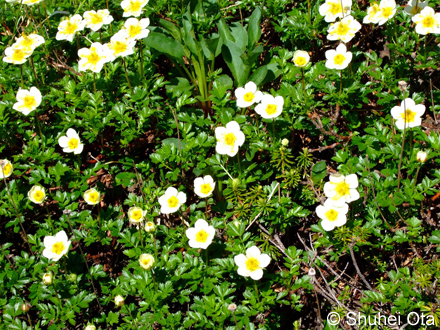 チングルマ Sieversia pentapetala