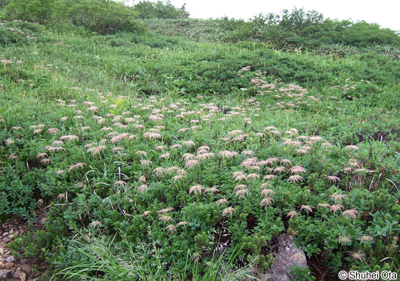 チングルマ Sieversia pentapetala