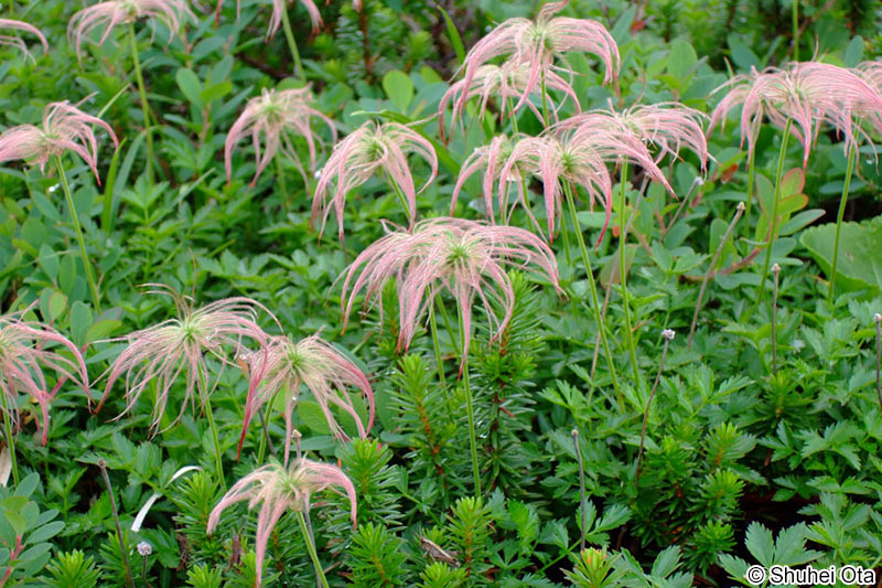 チングルマ Sieversia pentapetala