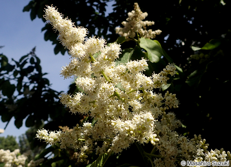 チシャノキ Ehretia acuminata
