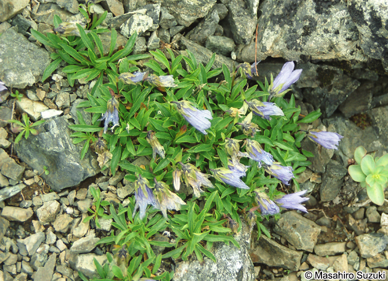 チシマギキョウ Campanula chamissonis
