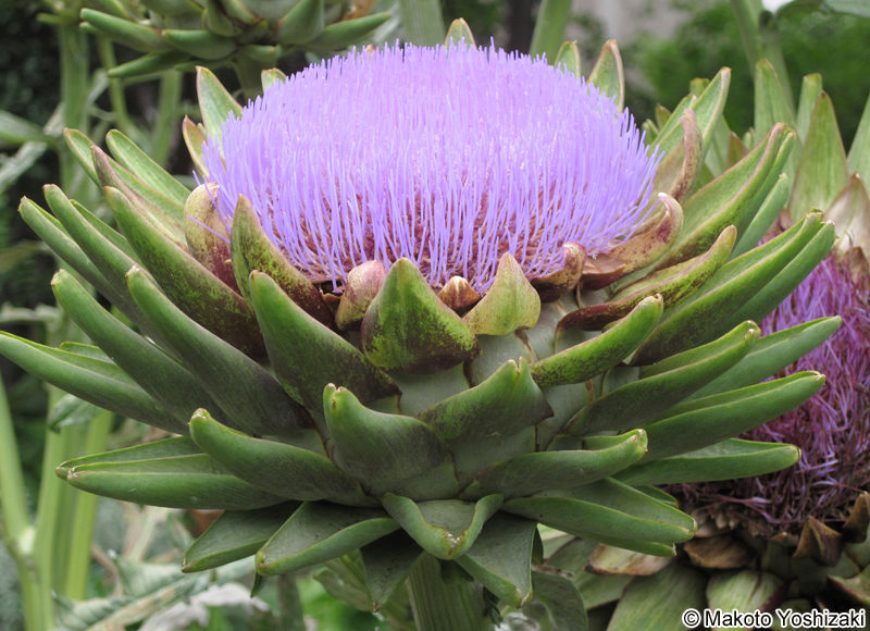 チョウセンアザミ Cynara scolymus