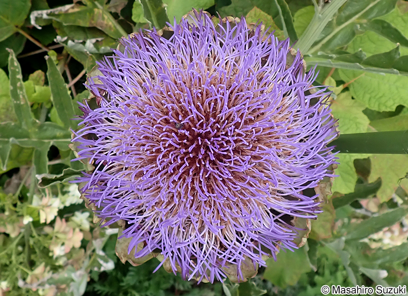 チョウセンアザミ Cynara scolymus