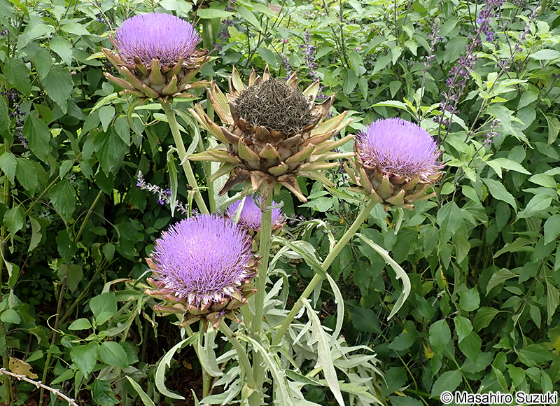 チョウセンアザミ Cynara scolymus
