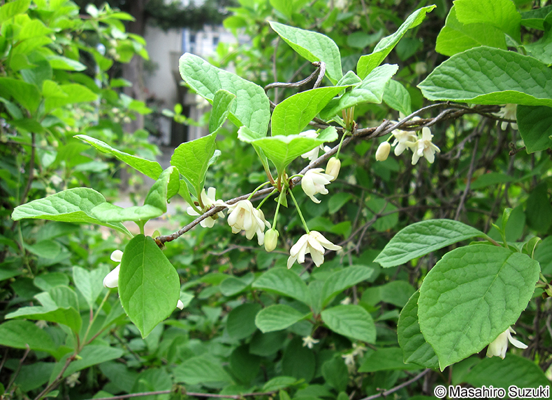 チョウセンゴミシ Schisandra chinensis