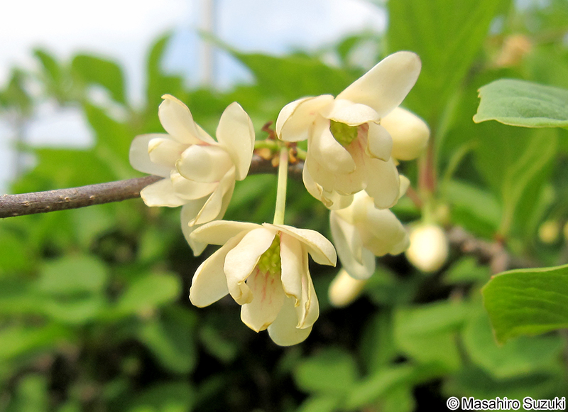 チョウセンゴミシ Schisandra chinensis