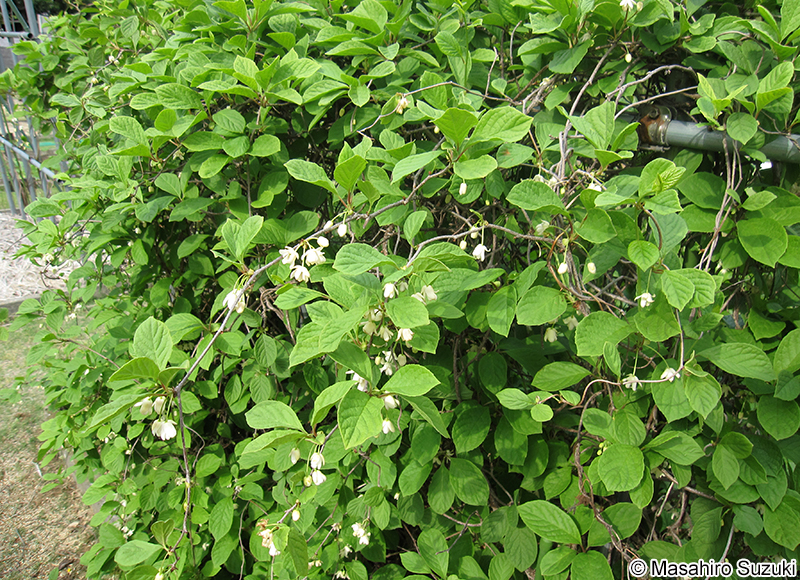 チョウセンゴミシ Schisandra chinensis