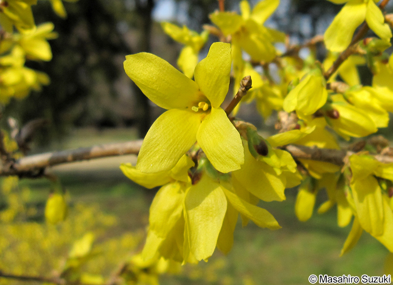 チョウセンレンギョウ Forsythia viridissima var. koreana