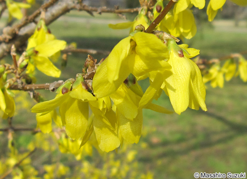 チョウセンレンギョウ Forsythia viridissima var. koreana