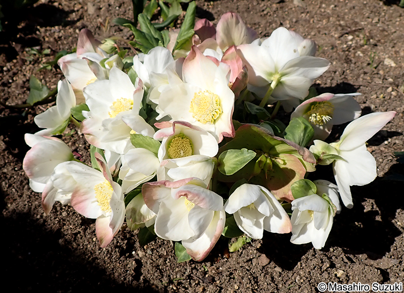 フォーエバーエンジェル 'Forever Angel'