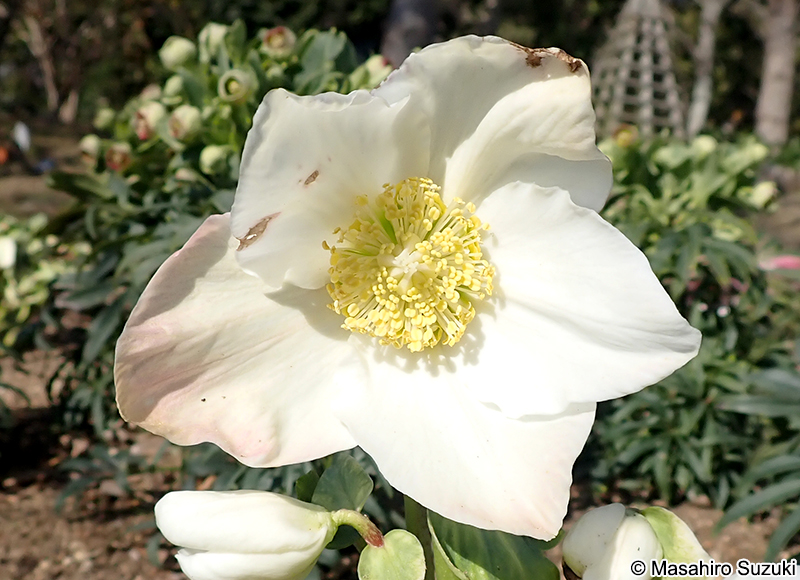 ジョセフレンパー 'Josef Lemper'