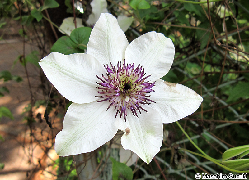 クレマチス Clematis sp.