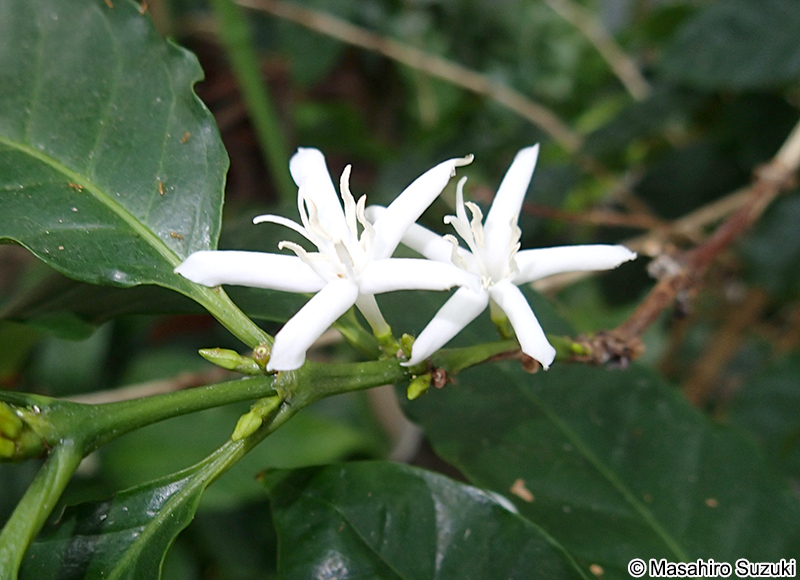 コーヒーノキ Coffea arabica