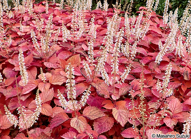 キランジソ(コリウス) Coleus scutellarioides 'Campfire'