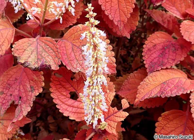 キランジソ(コリウス) Coleus scutellarioides 'Campfire'