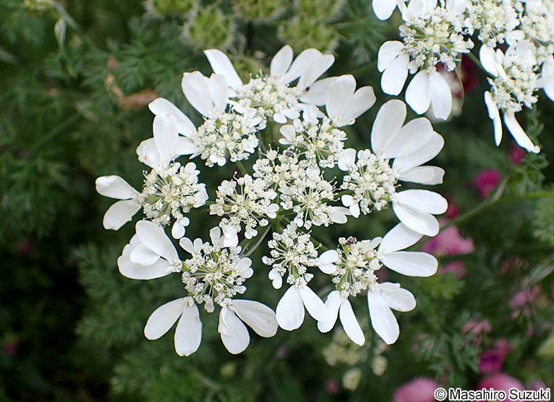 コリアンダー（パクチー） Coriandrum sativum