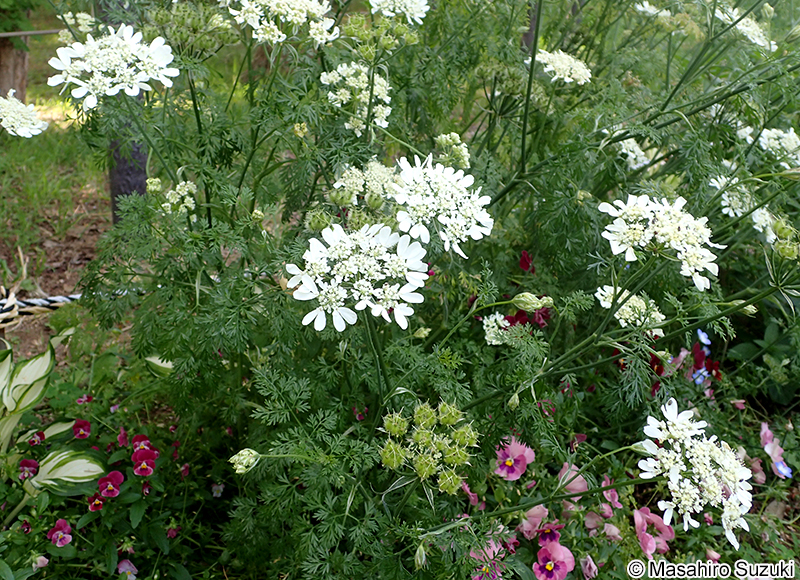 コリアンダー（パクチー） Coriandrum sativum