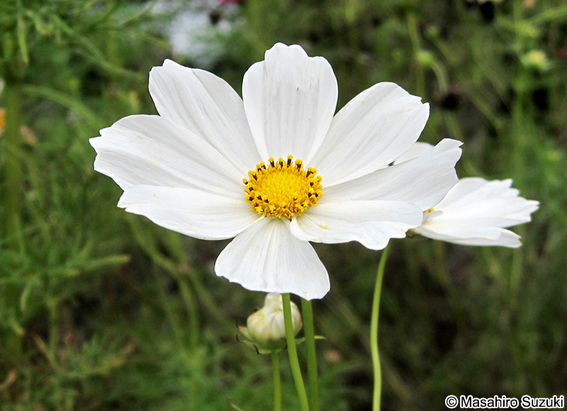 コスモス（オオハルシャギク） Cosmos bipinnatus