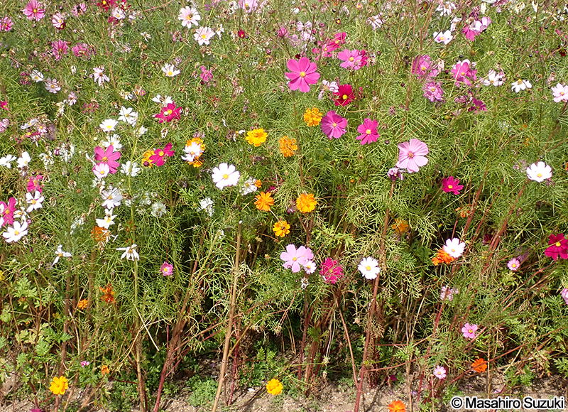 コスモス（オオハルシャギク） Cosmos bipinnatus