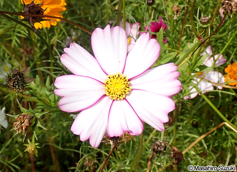 コスモス（オオハルシャギク） Cosmos bipinnatus