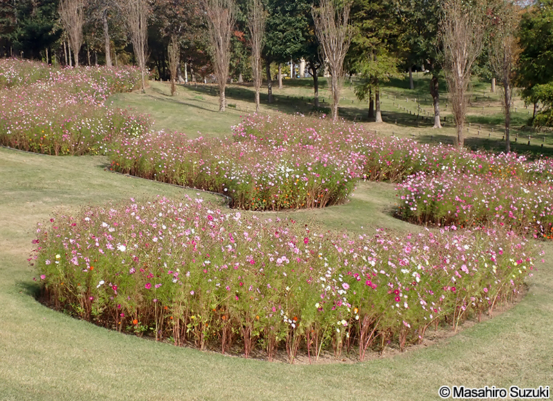 コスモス（オオハルシャギク） Cosmos bipinnatus
