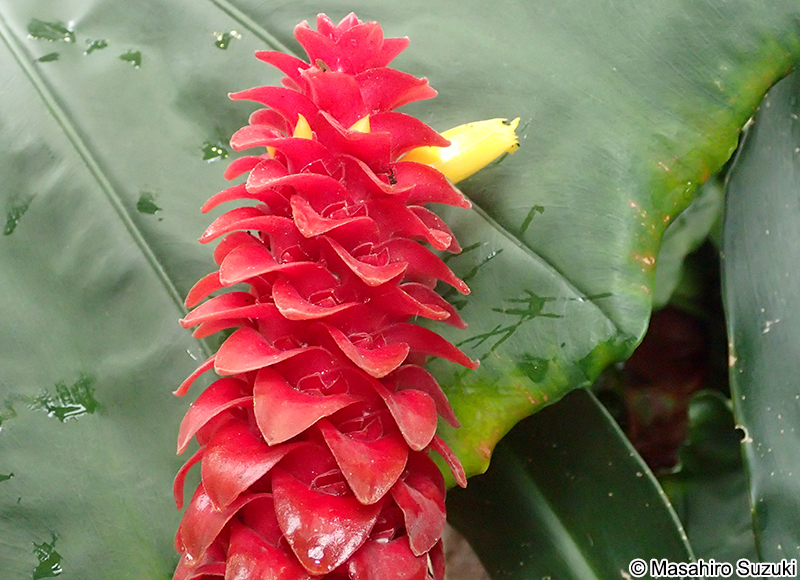 Costus barbatus
