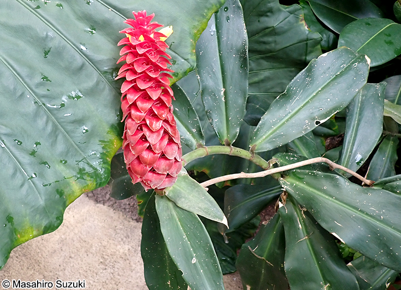 Costus barbatus