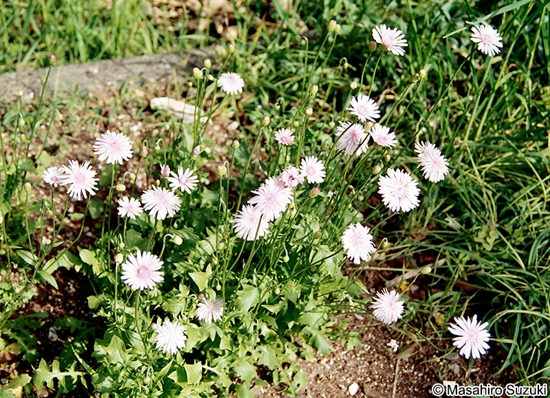 モモイロタンポポ Crepis rubra