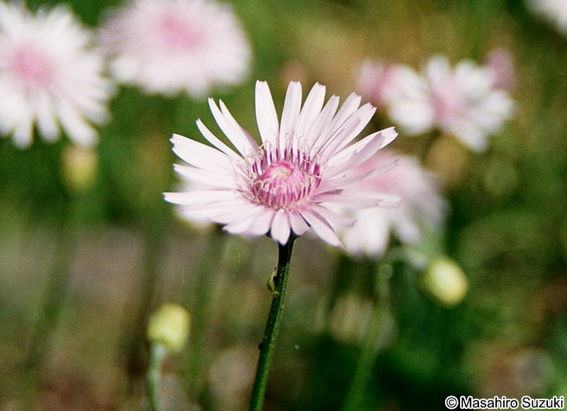 モモイロタンポポ Crepis rubra