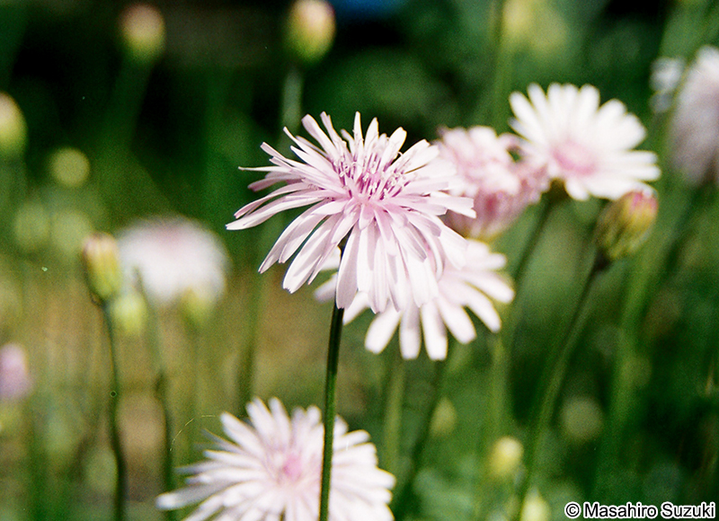 モモイロタンポポ Crepis rubra