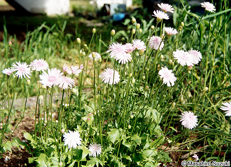 モモイロタンポポ Crepis rubra