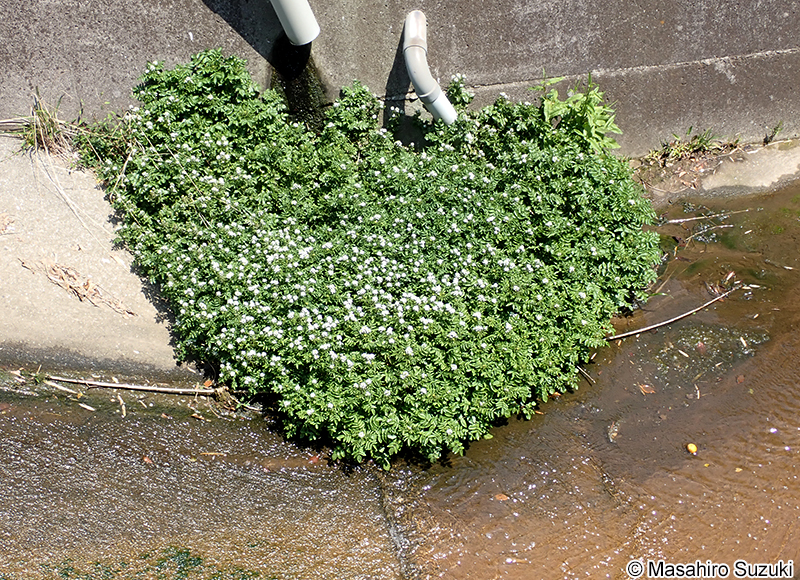 クレソン（オランダガラシ） Nasturtium officinale