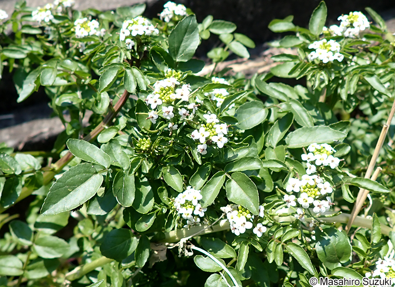 クレソン（オランダガラシ） Nasturtium officinale