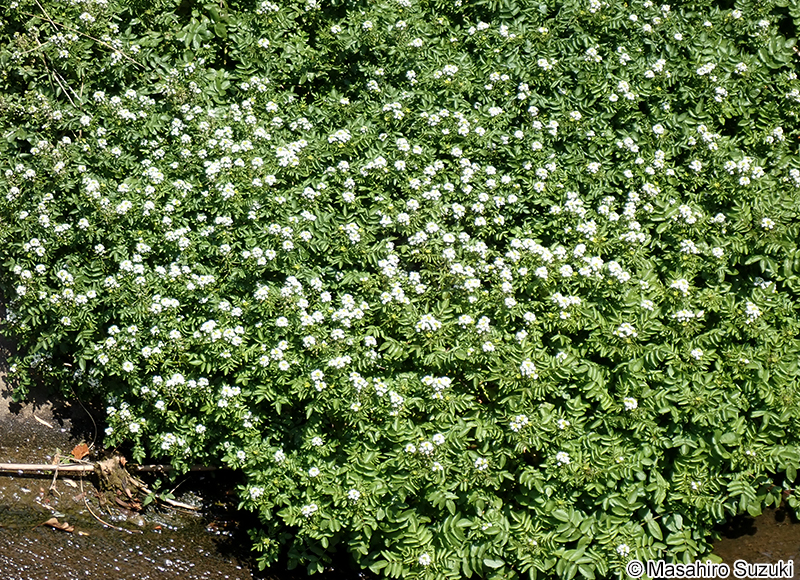 クレソン（オランダガラシ） Nasturtium officinale